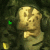 trophy 3